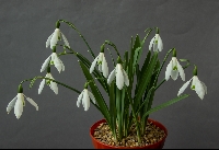 Galanthus 'By Gate'